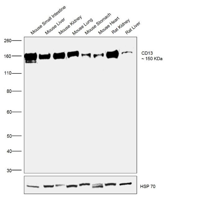 CD13 Antibody in Western Blot (WB)