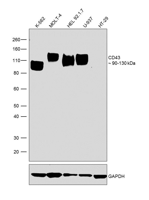 CD43 Antibody