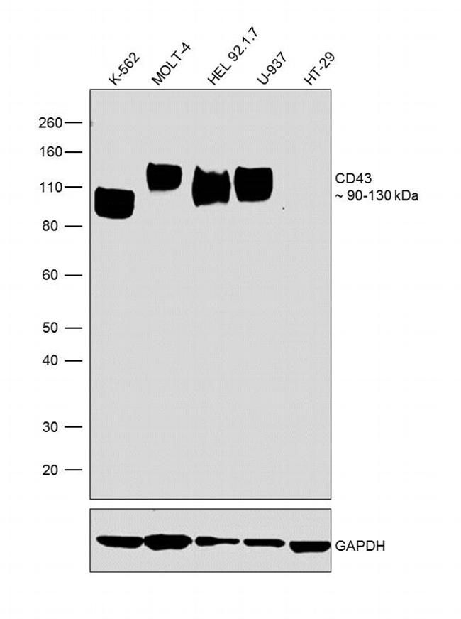 CD43 Antibody in Western Blot (WB)