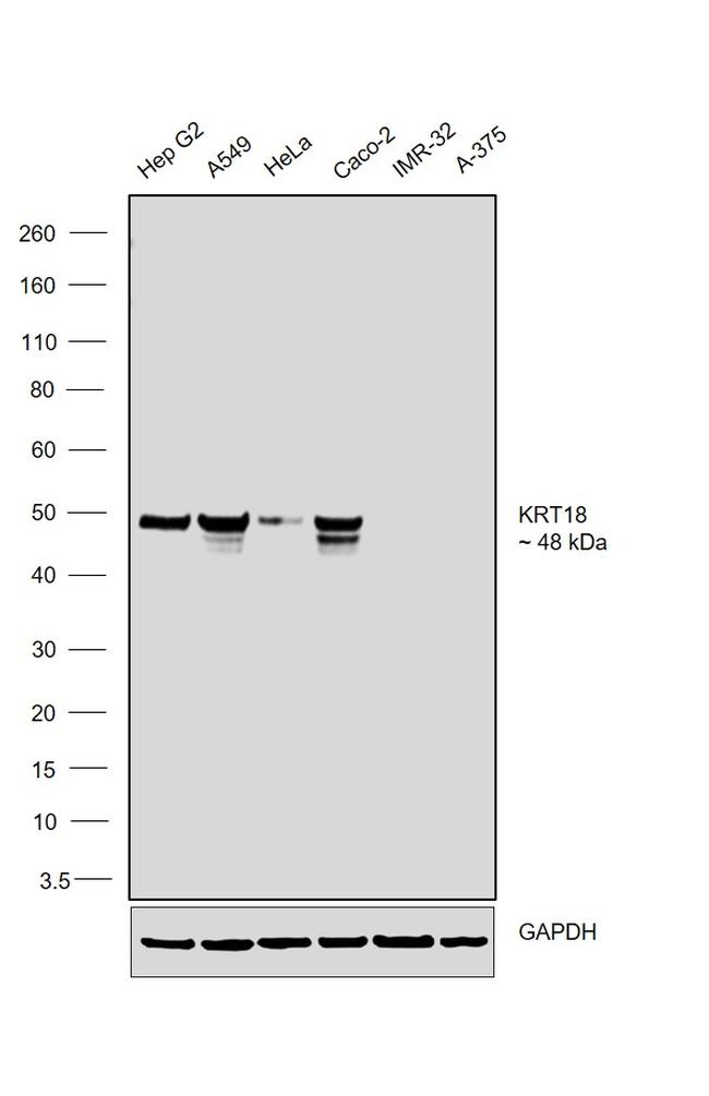 Cytokeratin 18 Antibody in Western Blot (WB)