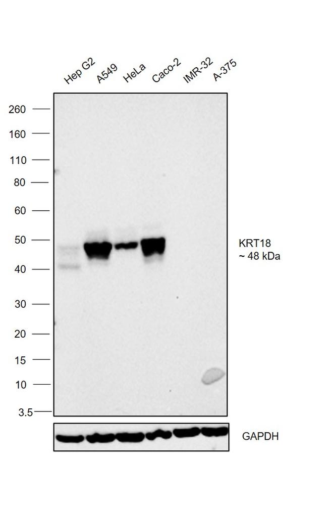 Cytokeratin 18 Antibody in Western Blot (WB)