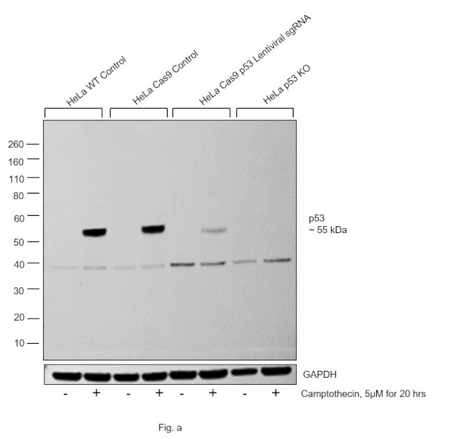 p53 Antibody