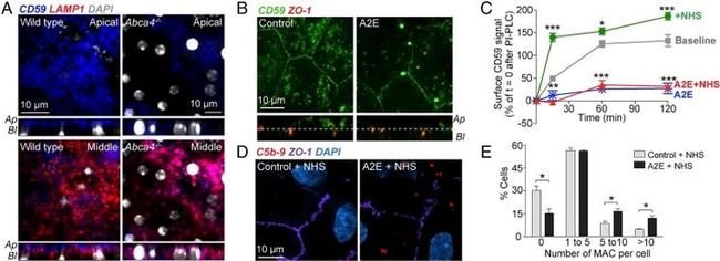 CD59 Antibody in Immunocytochemistry (ICC/IF)