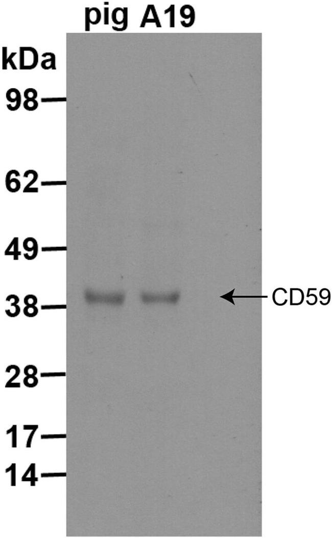 CD59 Antibody in Western Blot (WB)