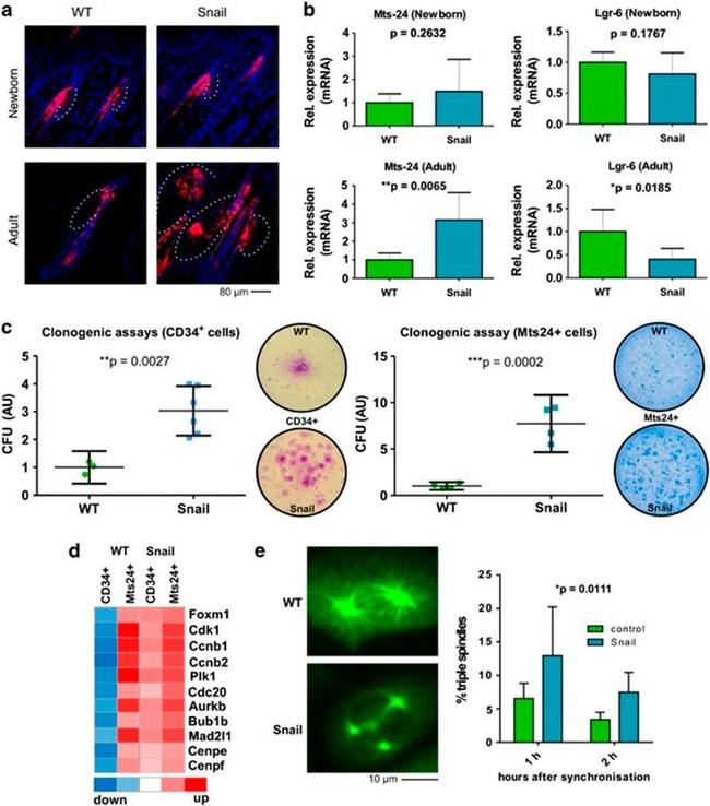 alpha Tubulin Antibody in Immunocytochemistry (ICC/IF)