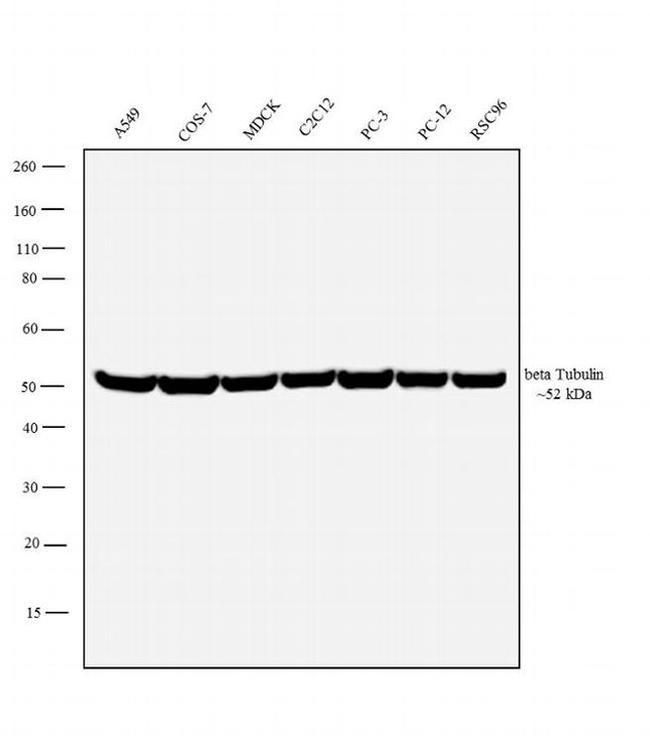 beta Tubulin Antibody in Western Blot (WB)