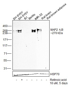 MAP2 Antibody