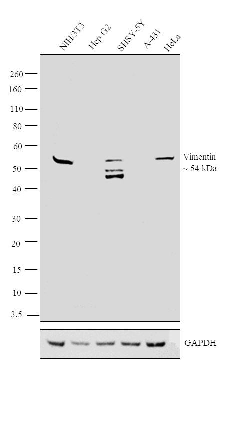 Vimentin Antibody