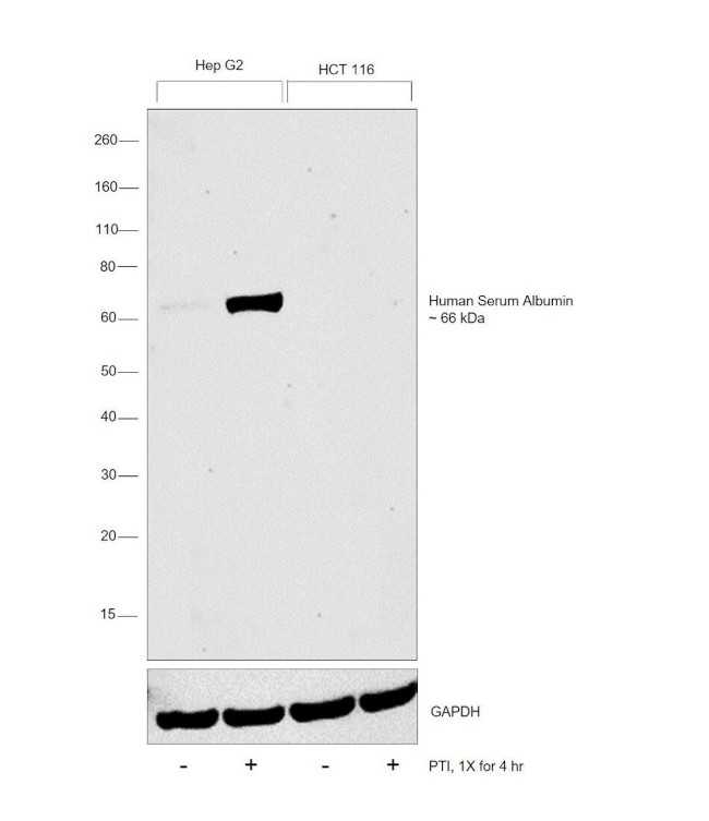 Human Serum Albumin Antibody