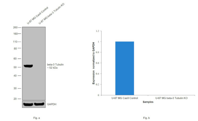 beta-3 Tubulin Antibody