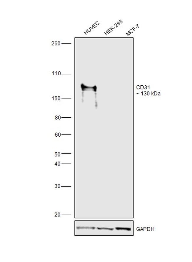 CD31 Antibody in Western Blot (WB)