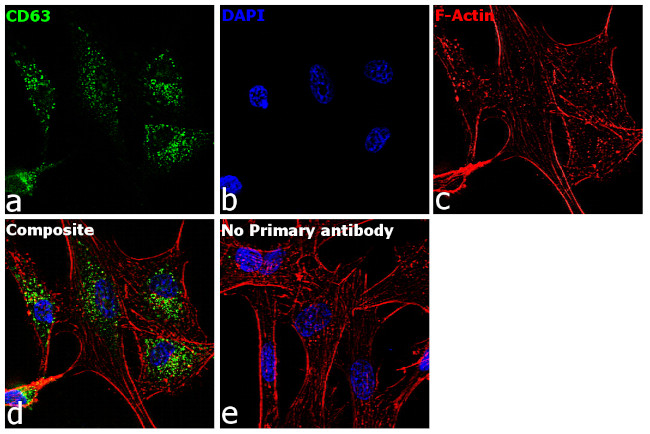 CD63 Antibody in Immunocytochemistry (ICC/IF)