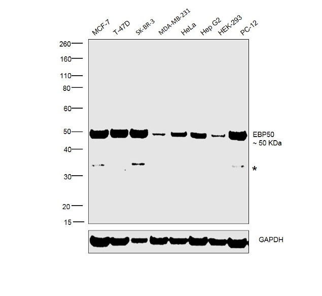 EBP50 Antibody