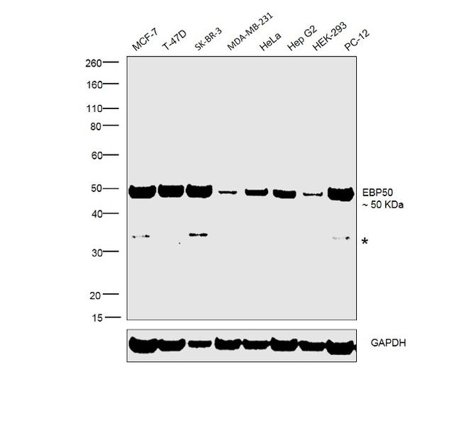 EBP50 Antibody in Western Blot (WB)