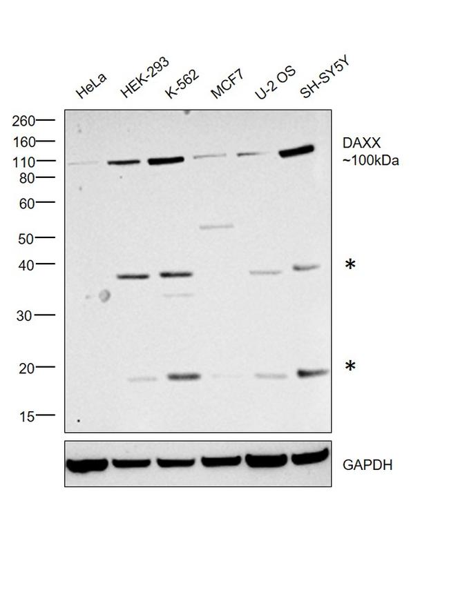 DAXX Antibody in Western Blot (WB)