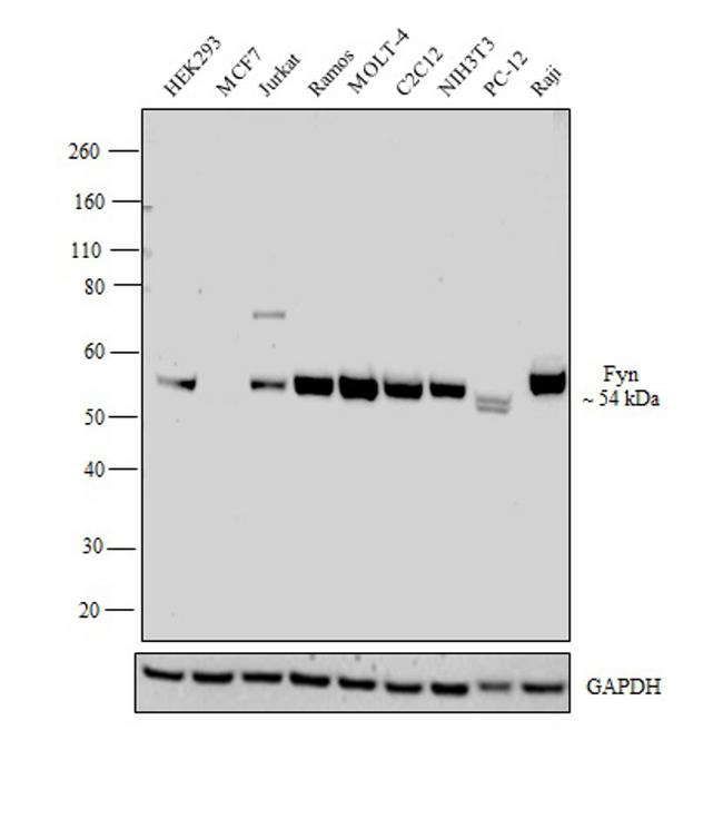 Fyn Antibody in Western Blot (WB)