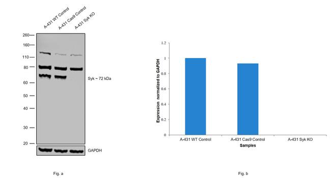 Syk Antibody in Western Blot (WB)