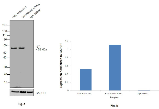 Lyn Antibody