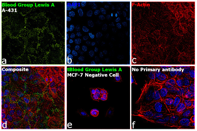 Blood Group Lewis A Antibody