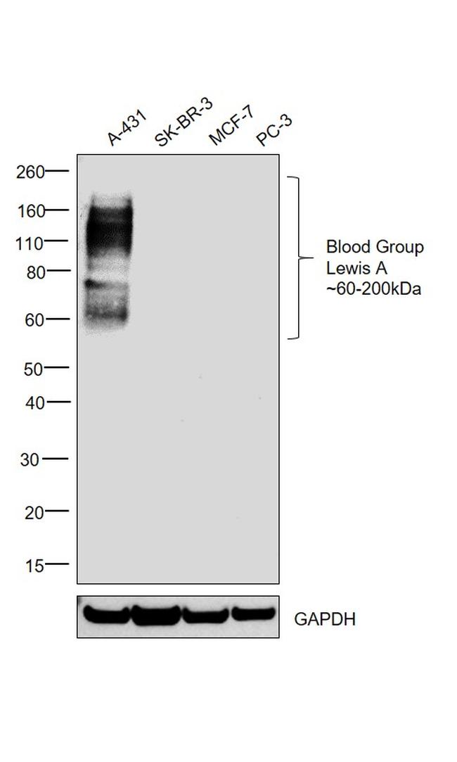 Blood Group Lewis A Antibody in Western Blot (WB)