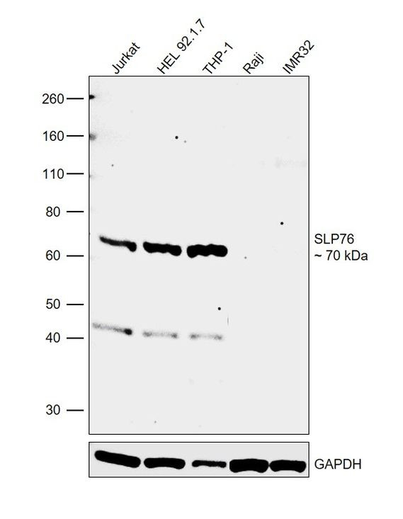 SLP76 Antibody