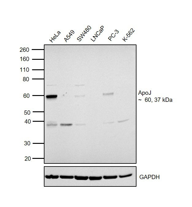 Apolipoprotein J Antibody