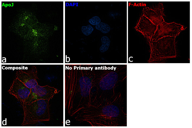 Apolipoprotein J Antibody in Immunocytochemistry (ICC/IF)