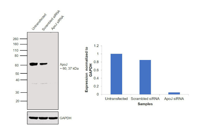 Apolipoprotein J Antibody