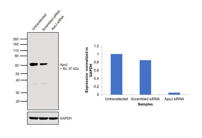 Apolipoprotein J Antibody in Western Blot (WB)