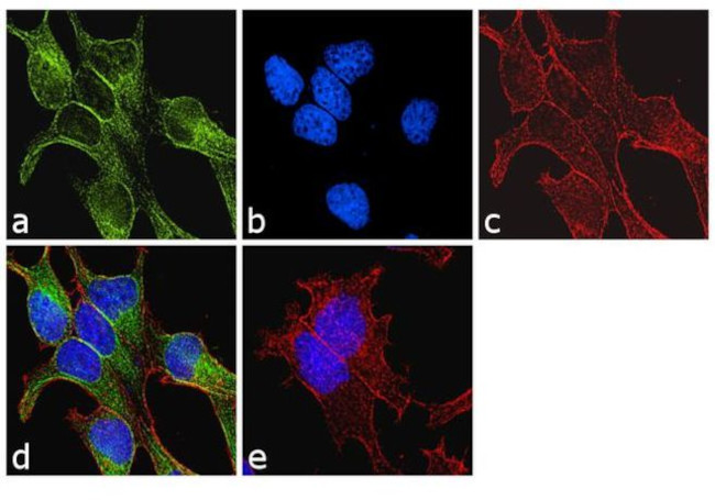 alpha/beta Tubulin Antibody in Immunocytochemistry (ICC/IF)