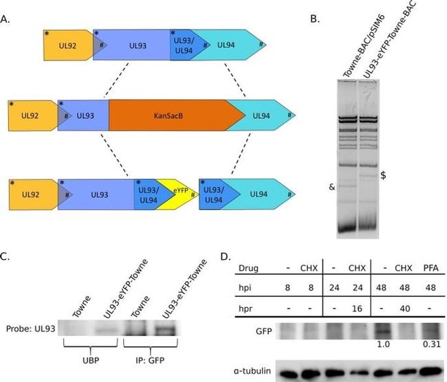 alpha Tubulin Antibody in Western Blot (WB)