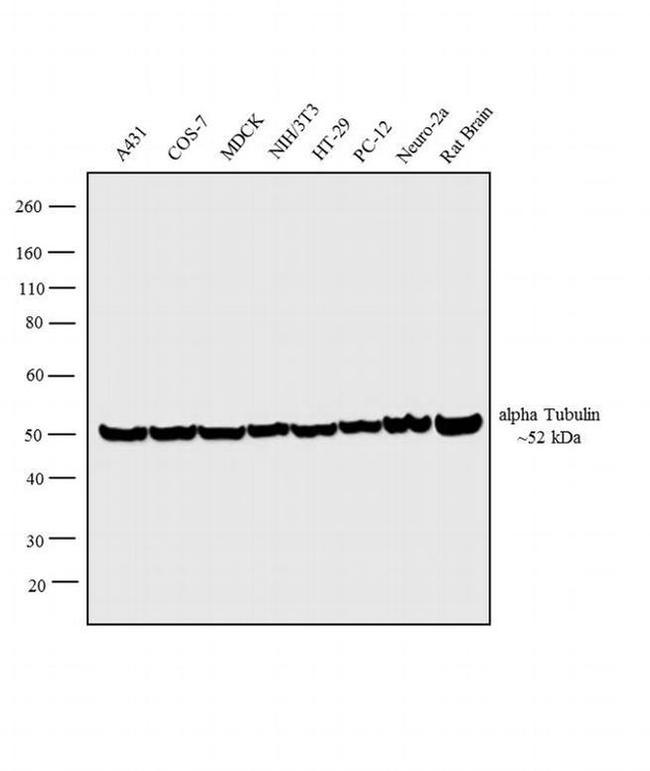 alpha Tubulin Antibody in Western Blot (WB)