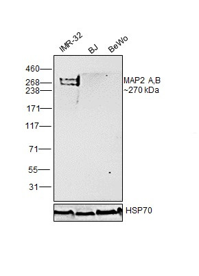 MAP2 Antibody