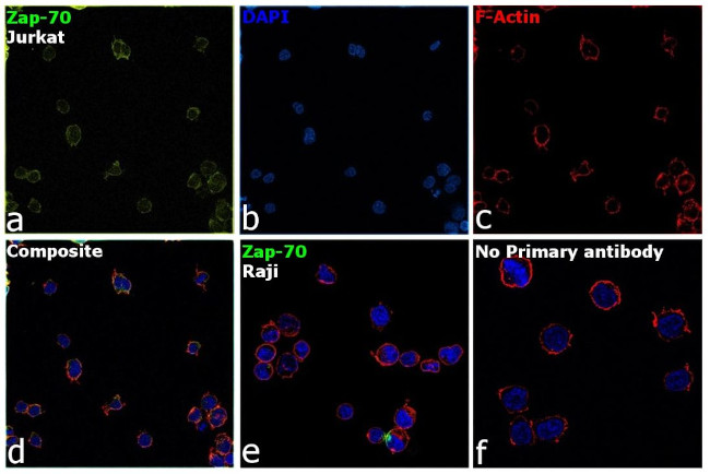 Zap-70 Antibody