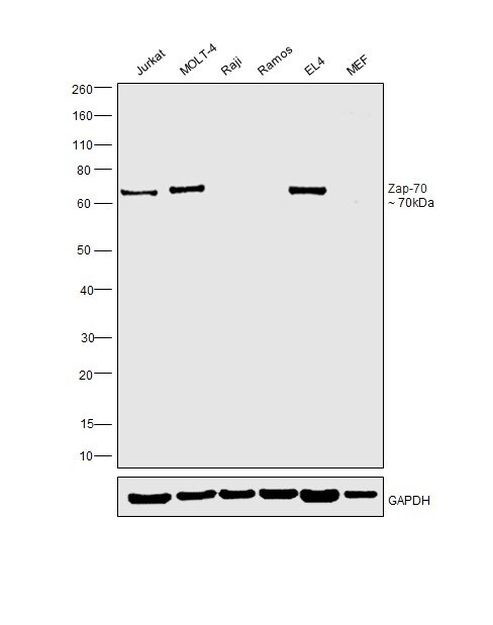 Zap-70 Antibody