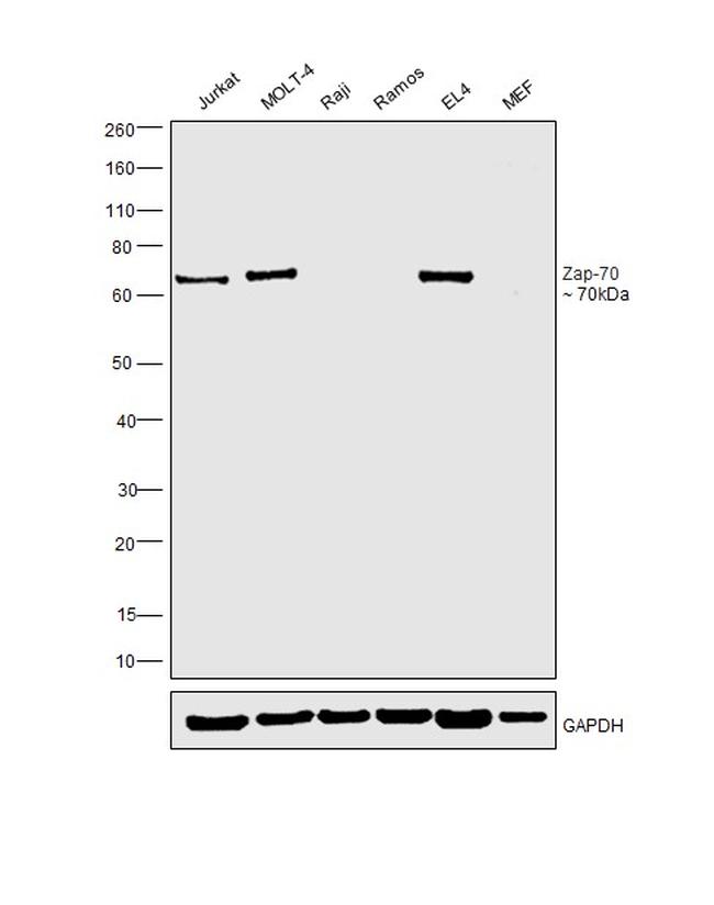 Zap-70 Antibody in Western Blot (WB)