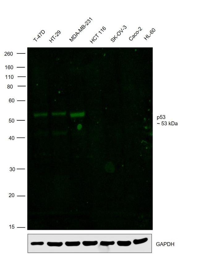 p53 Antibody in Western Blot (WB)