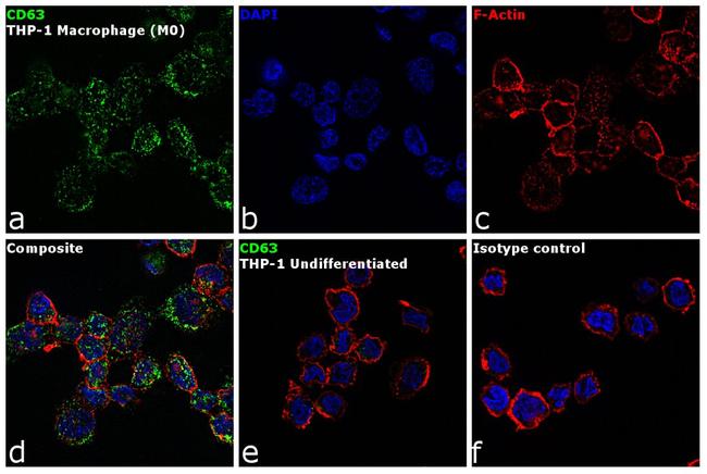 CD63 Antibody