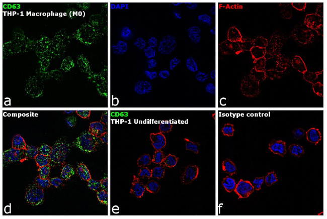 CD63 Antibody in Immunocytochemistry (ICC/IF)