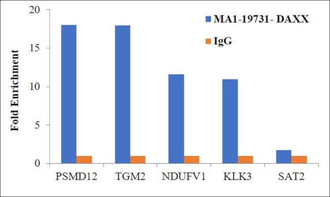 DAXX Antibody in ChIP Assay (ChIP)