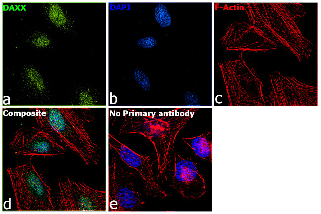 DAXX Antibody in Immunocytochemistry (ICC/IF)