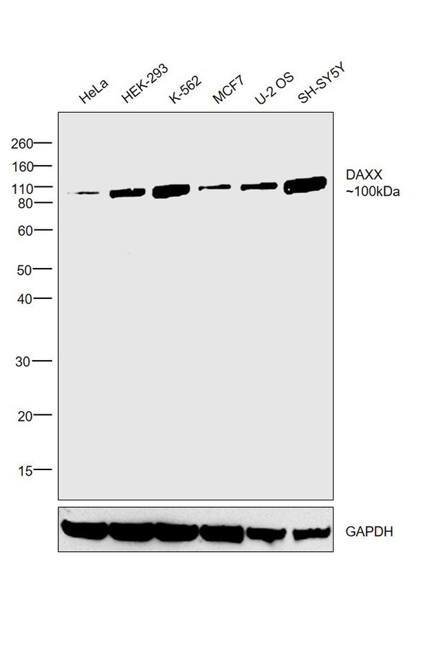 DAXX Antibody in Western Blot (WB)