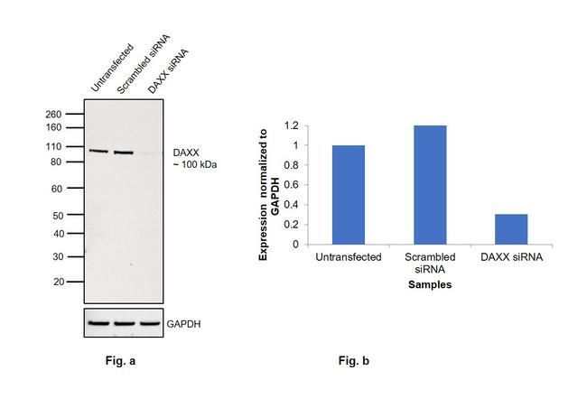 DAXX Antibody in Western Blot (WB)