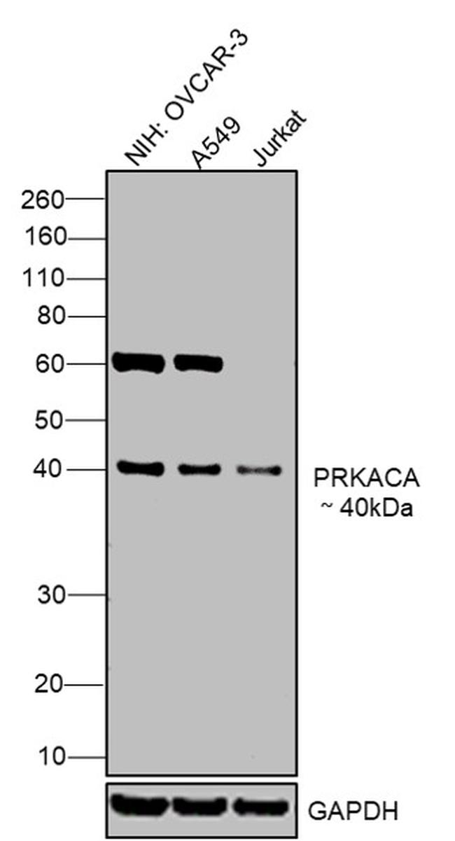 PKA alpha Antibody in Western Blot (WB)