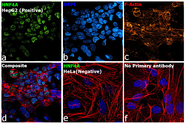 HNF4A Antibody in Immunocytochemistry (ICC/IF)