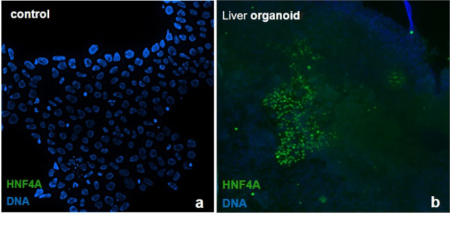 HNF4A Antibody in Immunocytochemistry (ICC/IF)