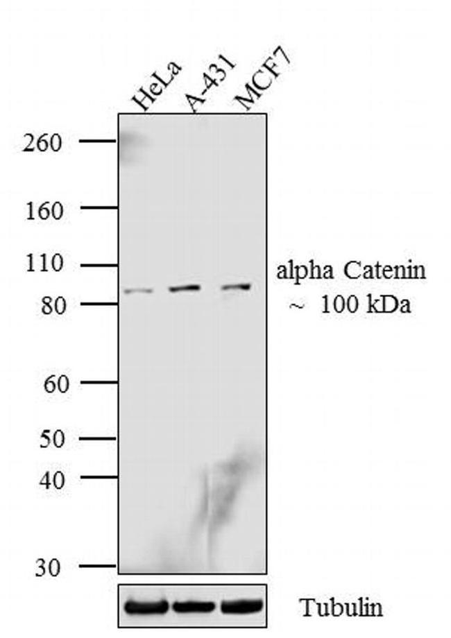 alpha Catenin Antibody in Western Blot (WB)