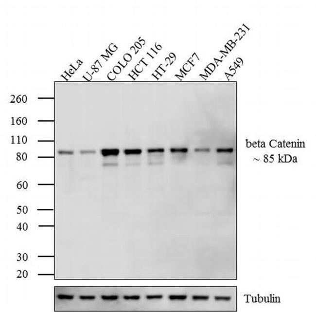 beta Catenin Antibody in Western Blot (WB)