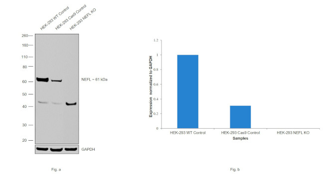 NEFL Antibody