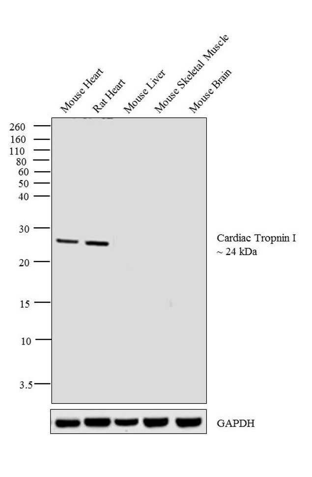 Cardiac Troponin I Antibody